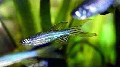 魚缸養什么魚好活（斑馬魚的飼養技巧）