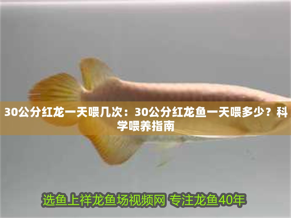 30公分紅龍一天喂幾次：30公分紅龍魚一天喂多少？科學(xué)喂養(yǎng)指南 30公分紅龍一天喂幾次：30公分紅龍魚一天喂多少？科學(xué)喂養(yǎng)指南 龍魚百科 第1張