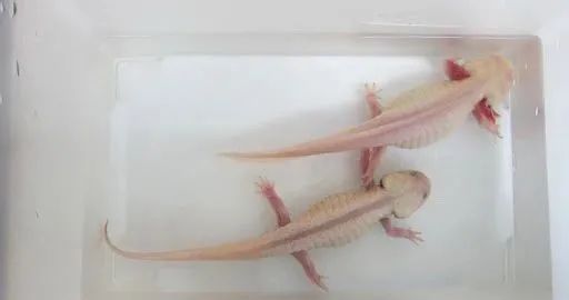 六角恐龍魚會上岸嗎：六角恐龍魚會跳出水面嗎 六角恐龍魚會上岸嗎：六角恐龍魚會跳出水面嗎 龍魚百科 第2張