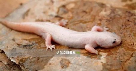 六角恐龍魚會上岸嗎：六角恐龍魚會跳出水面嗎 六角恐龍魚會上岸嗎：六角恐龍魚會跳出水面嗎 龍魚百科 第1張