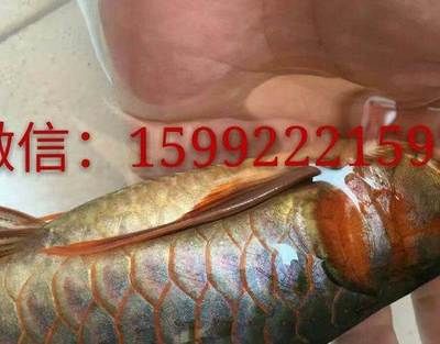 紅龍魚品質好壞怎么看出來（如何挑選紅龍魚）