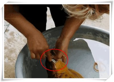 金龍魚吃多了會(huì)不會(huì)撐死：金龍魚吃多了會(huì)被撐死嗎