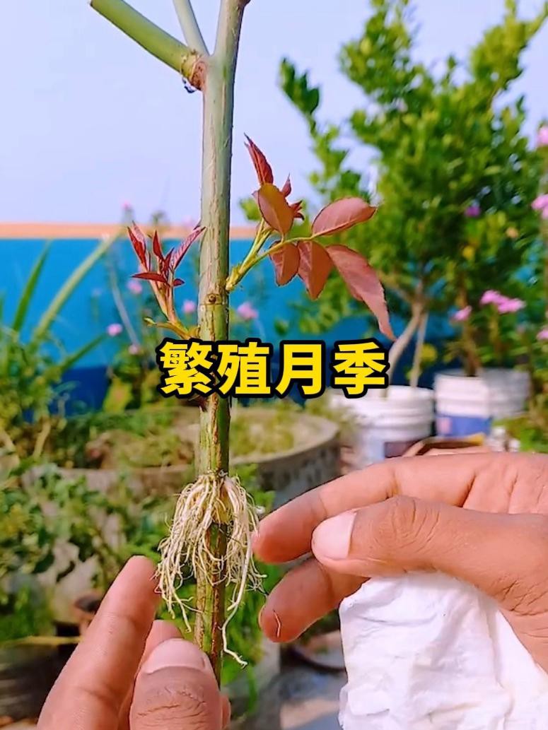 能否提供更詳細的繁殖步驟？