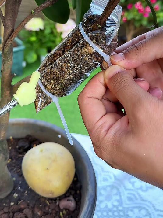 能否提供更詳細的繁殖步驟？