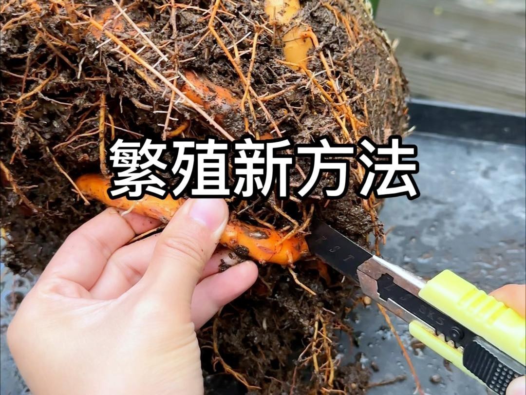 能否提供更詳細的繁殖步驟？