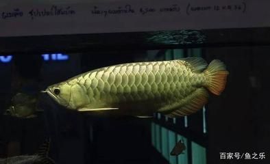 龍魚發色溫度多少合適呢：龍魚發色的適宜溫度