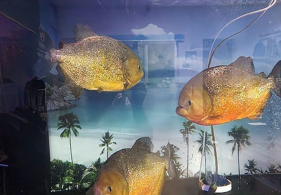 金龍魚和黑魚哪個厲害一點 金龍魚和黑魚哪個厲害一點 龍魚百科 第4張