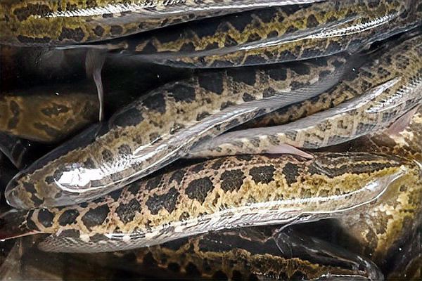金龍魚和黑魚哪個厲害一點 金龍魚和黑魚哪個厲害一點 龍魚百科 第5張
