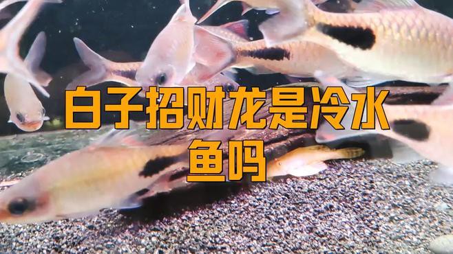 養紅龍魚需要注意什么問題和細節（養紅龍魚需要注意什么問題和細節呢） 養紅龍魚需要注意什么問題和細節（養紅龍魚需要注意什么問題和細節呢） 龍魚百科 第5張