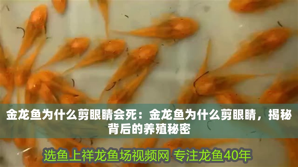 金龍魚為什么剪眼睛會死：金龍魚為什么剪眼睛，揭秘背后的養(yǎng)殖秘密