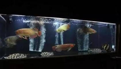 家養銀龍魚有什么講究（養一條銀龍魚的風水學，銀龍魚家養幾條好招財吉利）