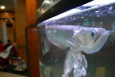 家養銀龍魚有什么講究（養一條銀龍魚的風水學，銀龍魚家養幾條好招財吉利）