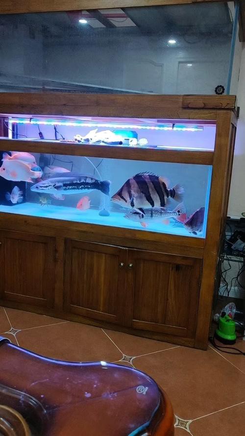 虎魚和龍魚混養溫度多少合適啊圖片