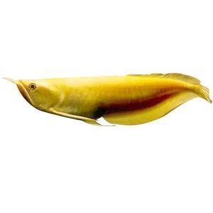 金龍魚(yú)與銀龍魚(yú)，金龍魚(yú)與銀龍魚(yú)混養(yǎng)注意事項(xiàng)