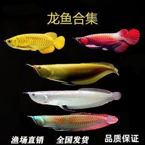 金龍魚(yú)與銀龍魚(yú)，金龍魚(yú)與銀龍魚(yú)混養(yǎng)注意事項(xiàng)