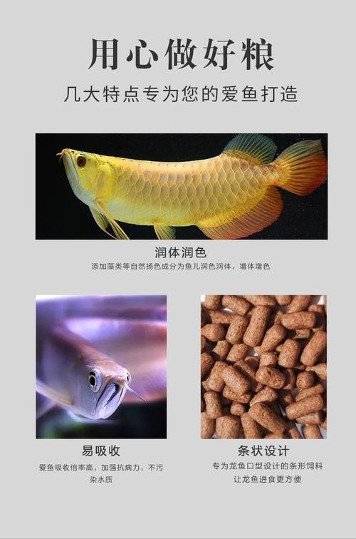 龍魚飼料那種好