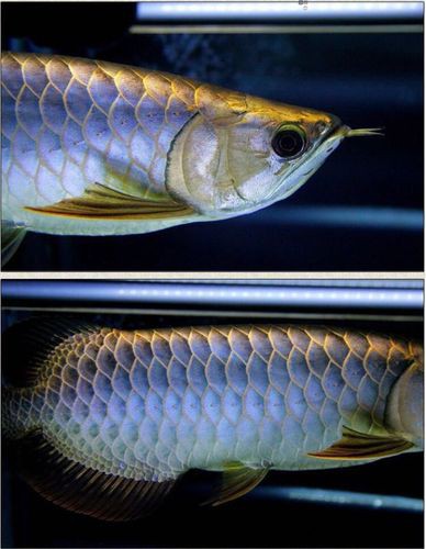 什么品種的紅龍魚最好看圖片欣賞大全