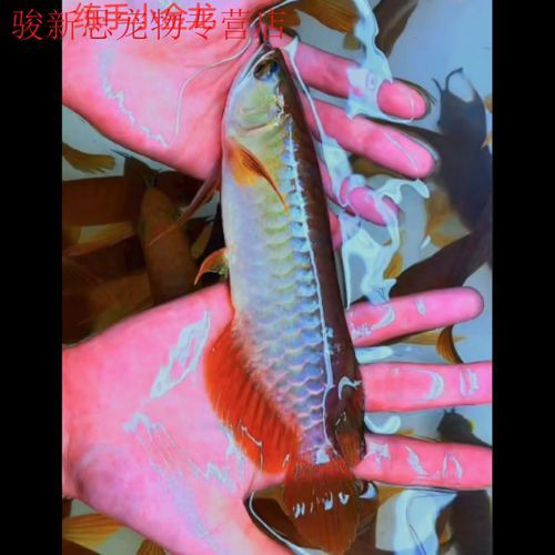 什么品種的紅龍魚最好看圖片欣賞大全