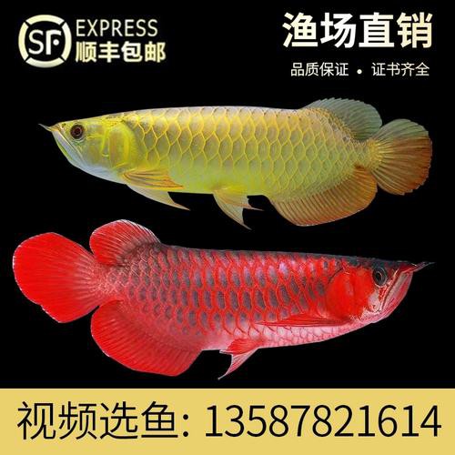 什么品種的紅龍魚最好看圖片欣賞大全
