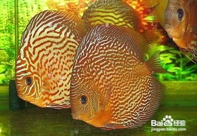 七彩神仙魚混養龍魚：七彩神仙魚和龍魚可以混養 七彩神仙魚混養龍魚：七彩神仙魚和龍魚可以混養 龍魚百科 第3張