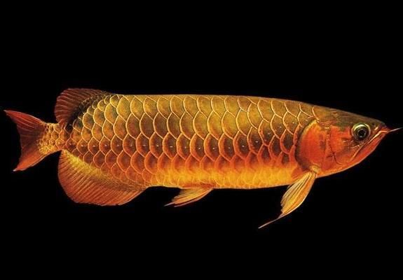 紅龍魚的喂養技巧和方法圖解：紅龍魚的喂養技巧和方法