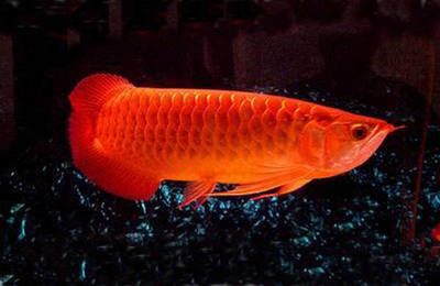 紅龍魚的喂養技巧和方法圖解：紅龍魚的喂養技巧和方法