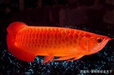 養龍魚的風水寓意是什么？：養龍魚在風水學中被認為具有多種吉祥寓意和風水作用