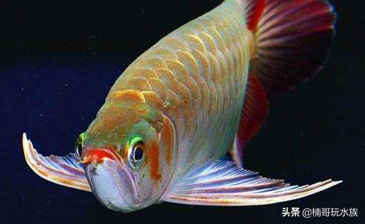 養龍魚的風水寓意是什么？：養龍魚在風水學中被認為具有多種吉祥寓意和風水作用