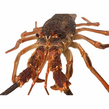 龍魚手術(shù)麻醉的安全劑量：龍魚手術(shù)時(shí)，麻醉的安全劑量是關(guān)鍵 龍魚手術(shù)麻醉的安全劑量：龍魚手術(shù)時(shí)，麻醉的安全劑量是關(guān)鍵 龍魚百科