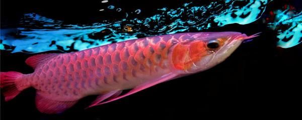 紅龍魚白天看上去灰白色：為什么紅龍魚白天呈現灰白色
