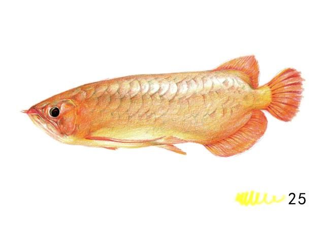 黃色的龍魚(yú)叫什么名字：被稱為黃色龍魚(yú)的稀有品種，專家指出黃色龍魚(yú)的稀有品種