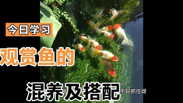 觀賞魚苗種搭配建議，觀賞魚混養水質管理技巧