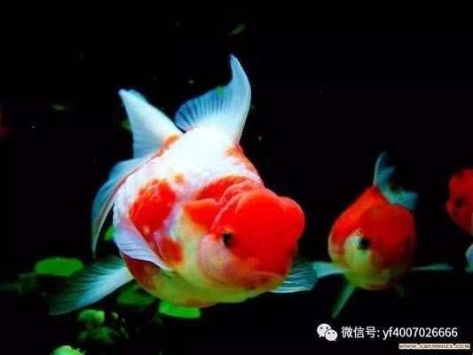 觀賞魚苗種搭配建議，觀賞魚混養水質管理技巧