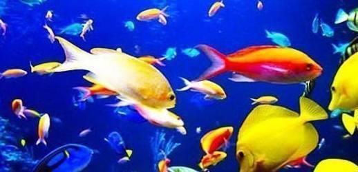 觀賞魚苗種搭配建議，觀賞魚混養水質管理技巧