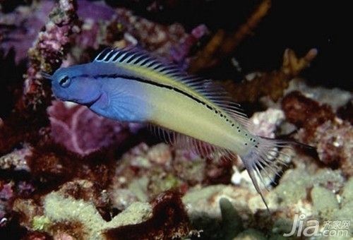 觀賞魚苗種搭配建議，觀賞魚混養水質管理技巧