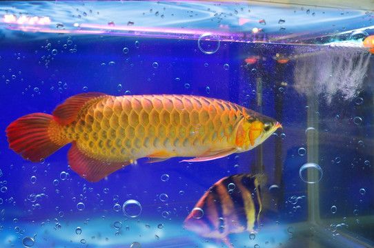 龍魚幾月份開始加溫度：龍魚何時開始加溫