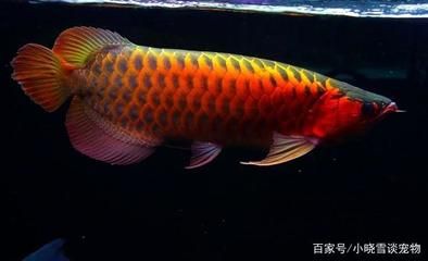紅龍魚品種怎么區(qū)分的好壞：如何區(qū)分紅龍魚品種好壞