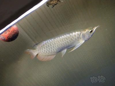 龍魚的選擇與鑒賞方法是什么，如何挑選健康的龍魚，龍魚飼養環境優化，龍魚色彩變化原因