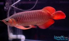 龍魚的選擇與鑒賞方法是什么，如何挑選健康的龍魚，龍魚飼養環境優化，龍魚色彩變化原因