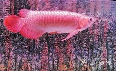 賣龍魚取一個店名字好嗎（賣龍魚取店名有必要嗎？）
