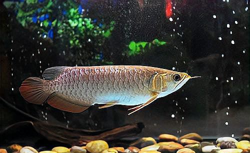 龍魚松鱗病能自愈嗎？