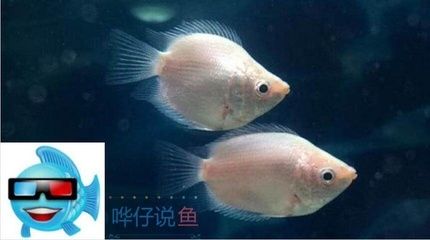 龍魚和菠蘿魚混養(yǎng)好處（龍魚和菠蘿魚混養(yǎng)可以帶來多方面的好處龍魚菠蘿魚混養(yǎng)）