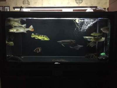 龍魚和菠蘿魚混養(yǎng)好處（龍魚和菠蘿魚混養(yǎng)可以帶來多方面的好處龍魚菠蘿魚混養(yǎng)）