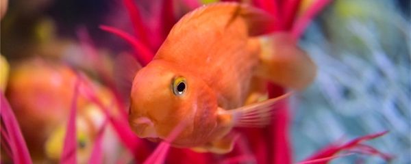 龍魚和菠蘿魚混養(yǎng)好處（龍魚和菠蘿魚混養(yǎng)可以帶來多方面的好處龍魚菠蘿魚混養(yǎng)）
