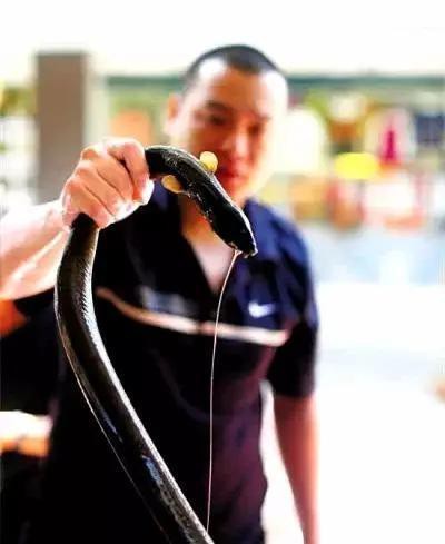 潮汕杜龍魚能養(yǎng)殖嗎有毒嗎視頻 潮汕杜龍魚能養(yǎng)殖嗎有毒嗎視頻 龍魚百科 第4張