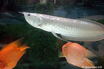銀龍魚大概多少錢（銀龍魚價格大致在50至500元一條但具體價格會因尺寸大小）