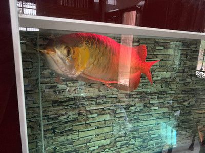 紅龍魚缸底色用哪種好:關于紅龍魚缸底色的選擇 龍魚百科 第7張 紅龍魚缸底色用哪種好:關于紅龍魚缸底色的選擇 紅龍魚缸底色用哪種好:關于紅龍魚缸底色的選擇 龍魚百科 第7張