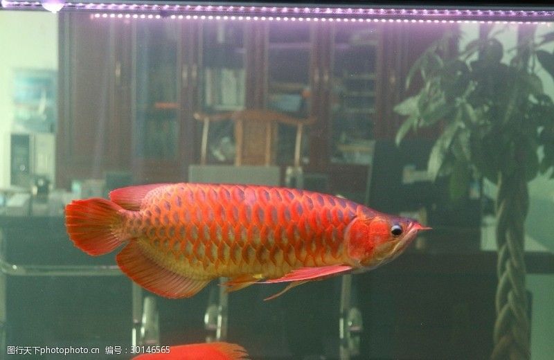 紅龍魚缸底色用哪種好:關于紅龍魚缸底色的選擇 龍魚百科 第6張 紅龍魚缸底色用哪種好:關于紅龍魚缸底色的選擇 紅龍魚缸底色用哪種好:關于紅龍魚缸底色的選擇 龍魚百科 第6張