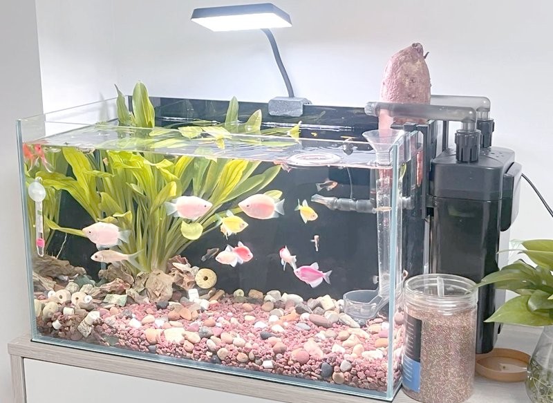 龍魚和烏龜混養需要多大的過濾？