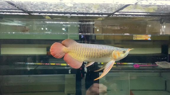 大湖紅龍魚視頻大全最新一期在線觀看